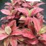 Aglaonema  Red Queen  A-134