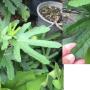 Ficus carica 'Black Mission' (USA clone)(black fruit)