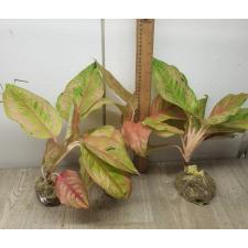 Aglaonema Prakaipet A-64
