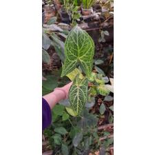 Syngonium (T26) Golden veination pot 550p
