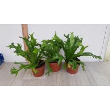 Asplenium Nidus 'crissie' 12 cm pot  1100р