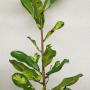 Manilkara hexandra (yellow variegated)