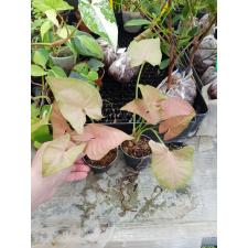 Syngonium Neon Pink pot