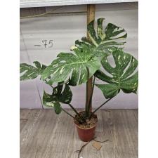 Monstera deliciosa Thai Constellation 5 лист. pot