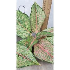Aglaonema Fortune A-86