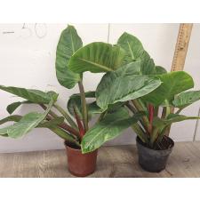 Филодендрон Империал Зеленый / Philodendron imperial Green (М)