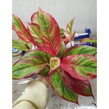 Aglaonema Rich no.2 A-63