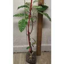 Фикус алтиссима 'Снежный Шторм' / Ficus altissima 'Snow Storm' 104/1