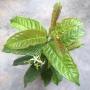 Aganosma marginata No.2 (wax leaf).