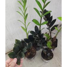 Zamioculcas zamiifolia SP (black leaf) 