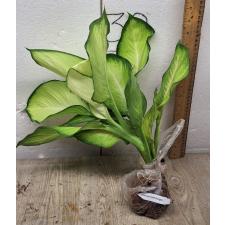 Dieffenbachia Saeng Chantra