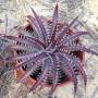 Dyckia dowsonii hybrid.
