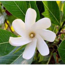 Гардения таитенсис / Gardenia taitensis 268