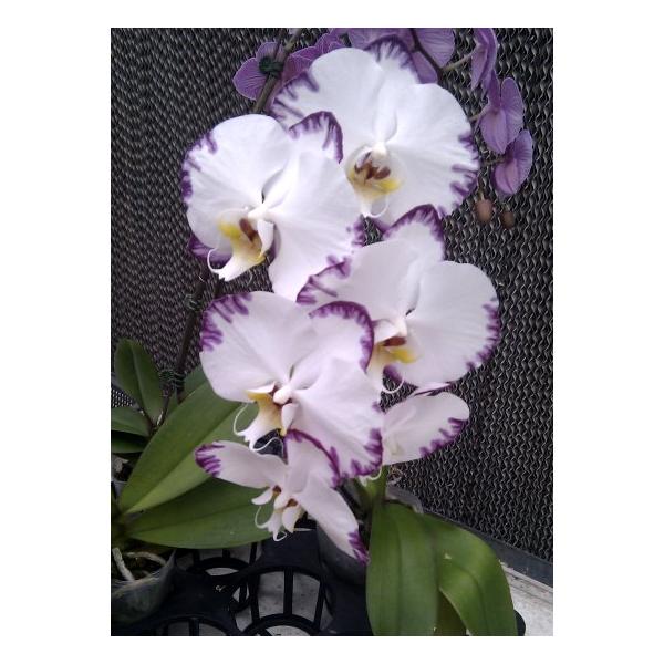 Dtps. Black Lightning Flash