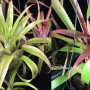 Neoregelia pendula variegata.