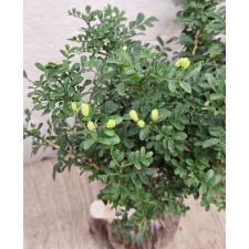 Murraya paniculata 'Min-a-Min' Dwarf (Japan) 175