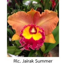 Ринхолаелиокаттлея ‘Джайрак Саммер’ / Rlc. Jairak Summer