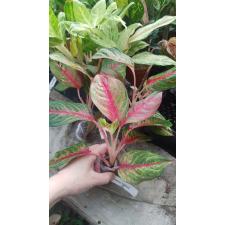 Aglaonema Amnat Charoen 1