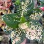 Aglaonema  Suksom- orange  A-143