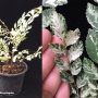 Zelkova serrata variegata.