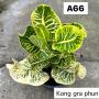 Codeium A66 Kong gra phun