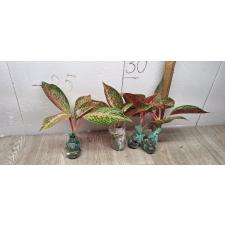 Aglaonema Taira A-117