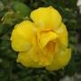 Allamanda cathartica var. Williamsii (не вариегатные листья)