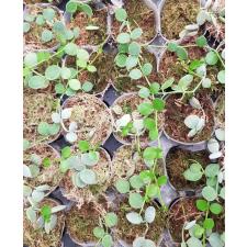 Dischidia sp