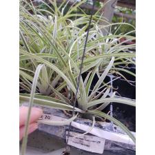 tillandsia capitata