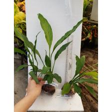 Spathiphyllum Spilt Milk (No.1) 284/1