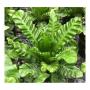 Asplenium Lasagna