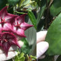 Hoya macgillivrayi 'Super Red' (#875).