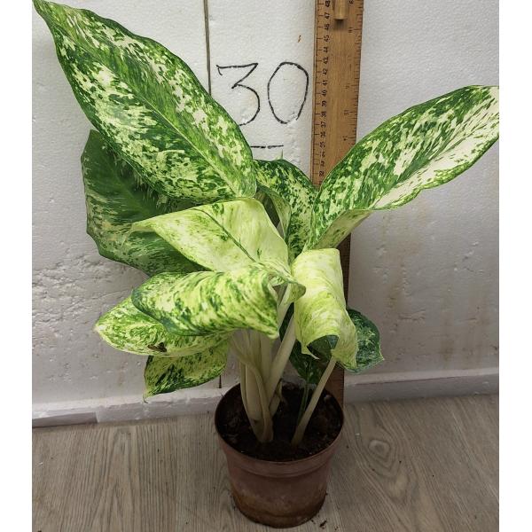 Аглаонема 3 Бриллианта / Aglaonema 3 diamonds A-4 Горшок