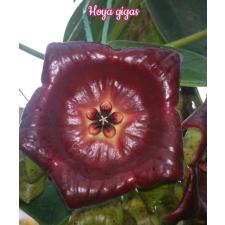 Hoya gigas A21