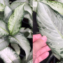 Dieffenbachia Udomsub (silver form).