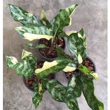 Aglaonema commutatum 'Bangkok Dream'm 22