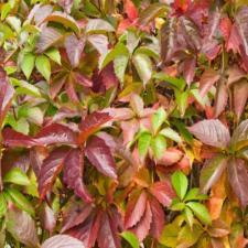 Parthenocissus quinquefolia Пятилисточковый девичий виноград