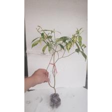 Tabernaemontana divaricata 'Green Spot' pot