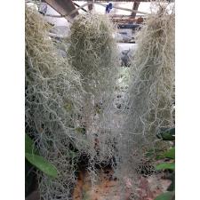Tillandsia usneoides