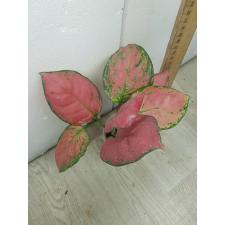 Aglaonema Super Pink A-41 pot