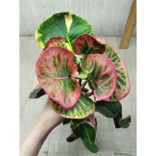 Codiaeum Bai Pat 79