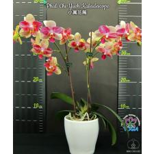 Phal. Chi-Yueh Kaleidescope