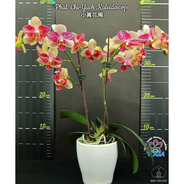 Phal. Chi-Yueh Kaleidescope