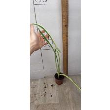 hymenocallis variegated