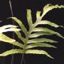 Phlebodium aureum var. undulatum variegated.