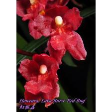 Ховара Лава Берст "Красный жук" / Howeara Lava Burst 'Red Bug'