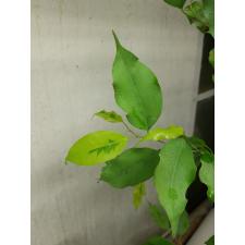 Ficus benjamina ‘Yellow Gold
