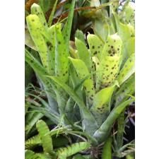 Neoregelia pauciflora 342/1 август