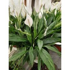 Spathiphyllum 'silver Cupido' 17 сm pot