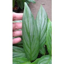 Philodendron Silver Spirit s